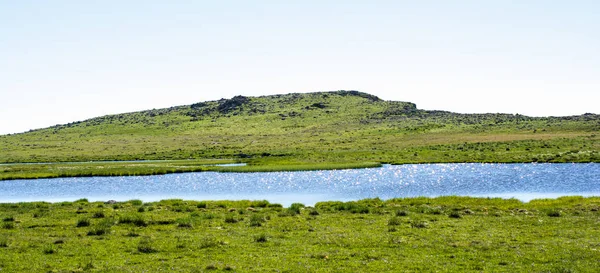 Grama verde junto à lagoa — Fotografia de Stock
