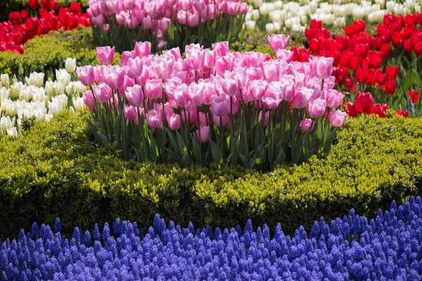 Tulipani fioriscono nella stagione primaverile — Foto Stock