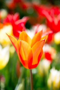 Lale çiçek bahar sezonu