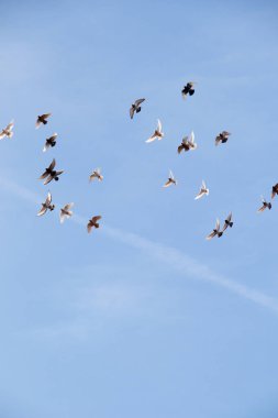 Mavi gökyüzünde kuşlar sinek sürüsü