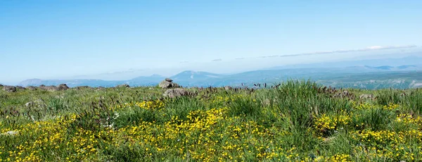 Artvin yaz zamanında yayla çayır üzerinde yabani ot 