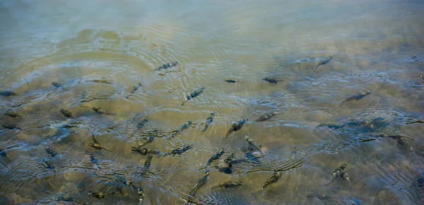 Schöne Bunte Fische Schwimmen Teich — Stockfoto