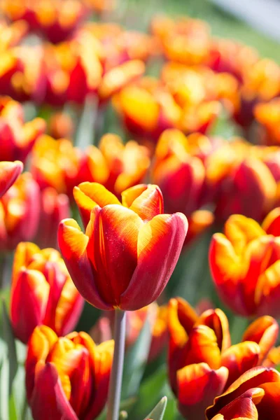 Tulpen blühen im Frühling — Stockfoto