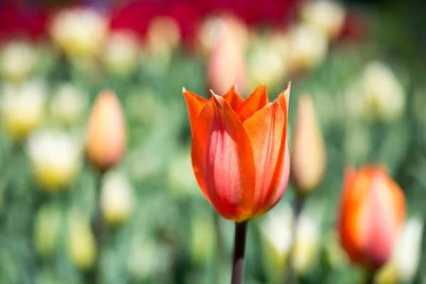 Kwiat pojedynczy Tulip w sezonie wiosennym — Zdjęcie stockowe
