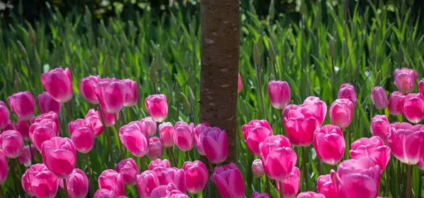 Pembe renkli Lale çiçekler açar 