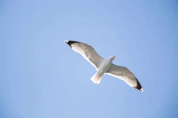 Single seagull flying in blue a sky — Stock Photo, Image