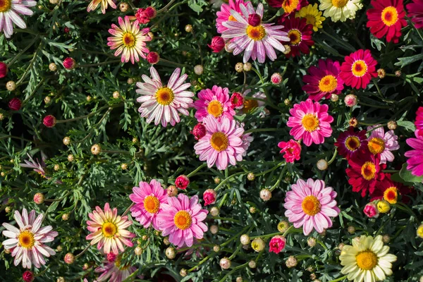 Floração colorida flores da primavera selvagem em vista — Fotografia de Stock