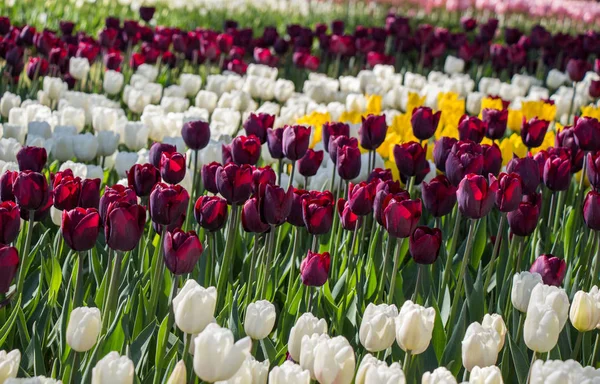 Tulpen blühen im Frühling — Stockfoto