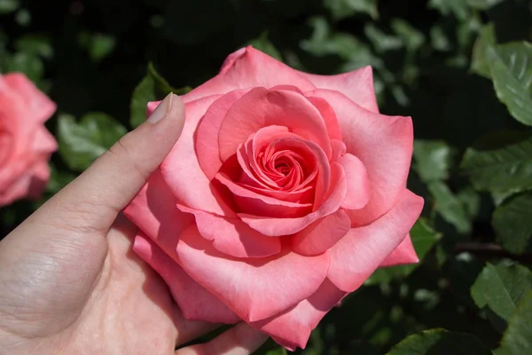 Hand met een roos in een rozentuin — Stockfoto
