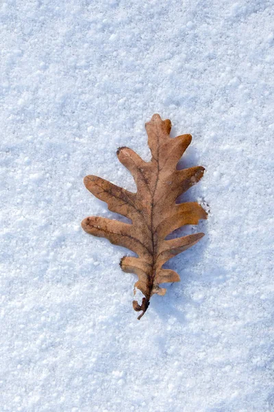 白い雪に覆われた背景に置かれた乾燥葉 — ストック写真