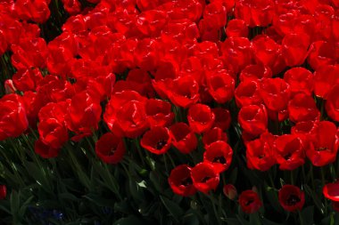 Kırmızı renk Lale çiçek bahçesinde