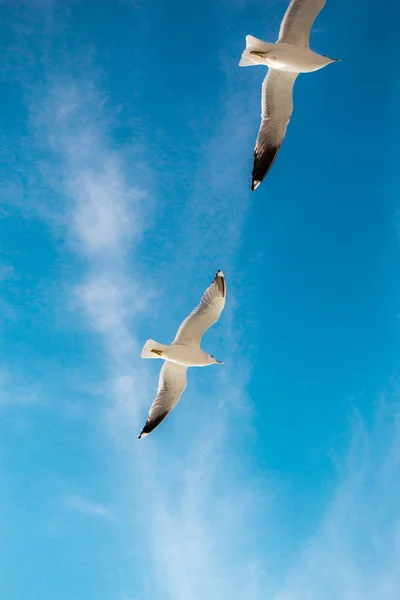 Mouettes volent dans le ciel — Photo