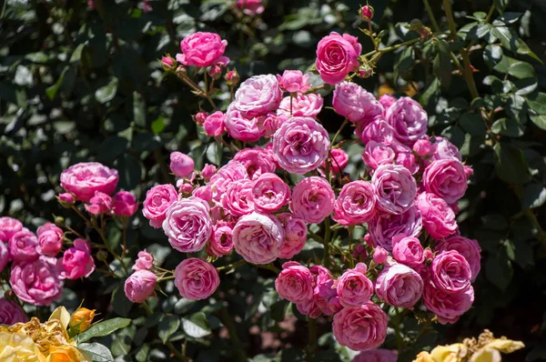 Розовый сад с красивыми свежими розами — стоковое фото