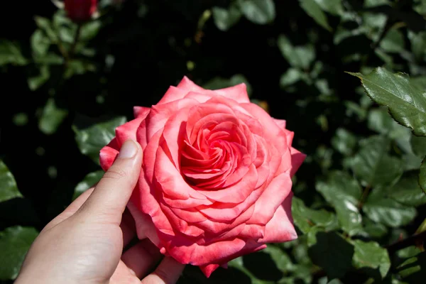Mano sosteniendo una rosa en un jardín de rosas — Foto de Stock