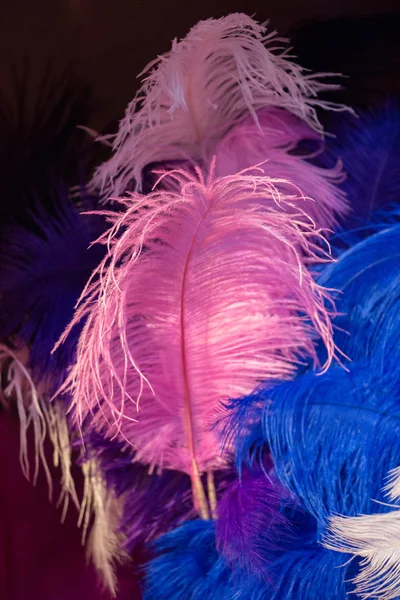 Beautiful bird feathers for decorative aims — Stock Photo, Image