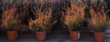 Saksıyı güzel çiçeklerle