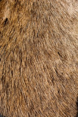 Arka plan olarak dekoratif hayvan kürk 