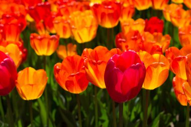 İlkbaharda açan laleler 