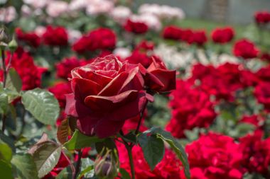 Güzel renkli gül bahçesinde çiçek açan