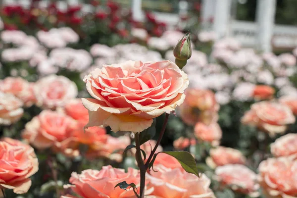 Kwitnące piękne kolorowe róże w ogrodzie — Zdjęcie stockowe