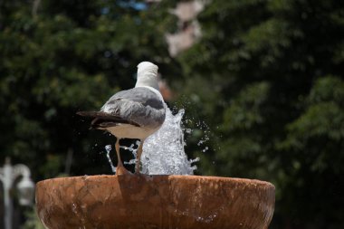 martı bir gül bahçesine çeşme tarafından