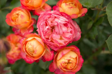 Güzel renkli gül bahçesinde çiçek açan