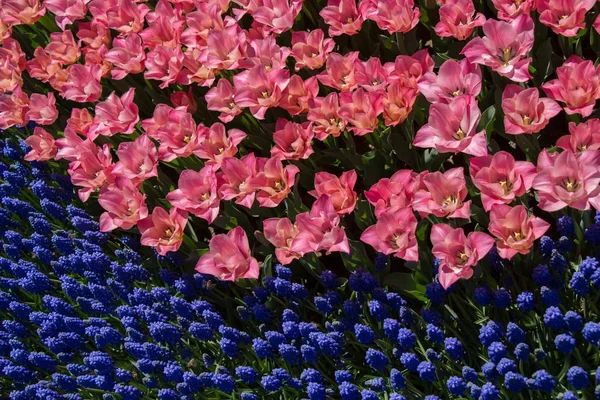 庭の背景としてカラフルなチューリップの花 — ストック写真