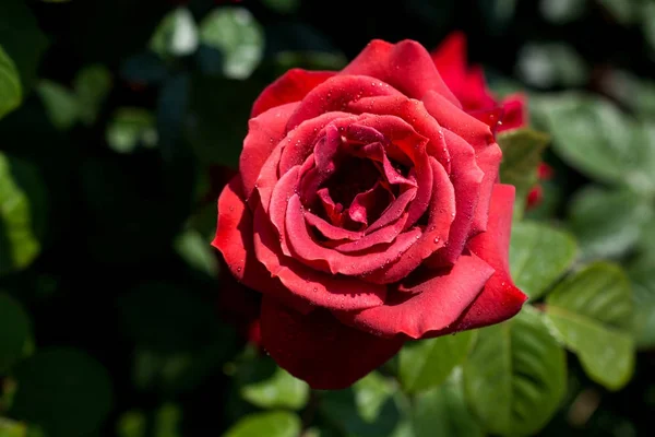 Schöne bunte Rose Blume — Stockfoto