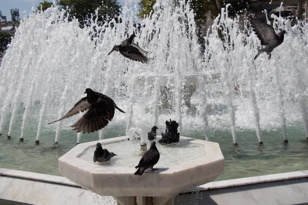 Palomas de la ciudad al lado de la fuente — Foto de Stock