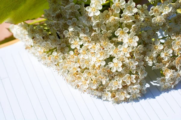 ノートブックのカラフルな春の花 — ストック写真