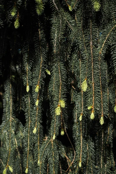 Листя зеленого дерева як фон — стокове фото