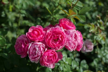 Güzel renkli gül bahçesinde çiçek açan