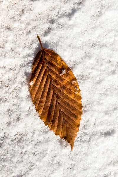白い雪に覆われた背景に置かれた乾燥葉 — ストック写真