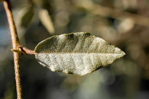  Arka plan olarak yeşil ağaç yaprak