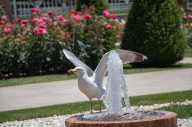 martı bir gül bahçesine çeşme tarafından