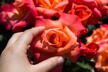 Güzel renkli gül çiçek el