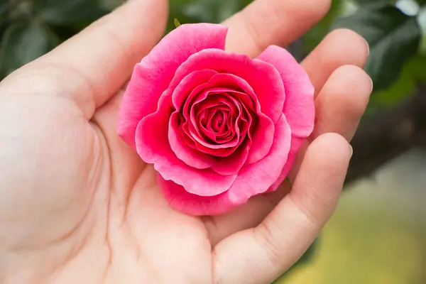 Mooie kleurrijke Rose Flower in de hand — Stockfoto