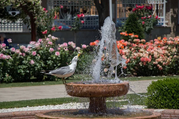 Gaivota junto à fonte em um jardim de rosas — Fotografia de Stock