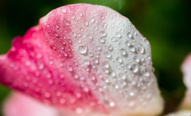 Gül ile suyun üzerinde damla