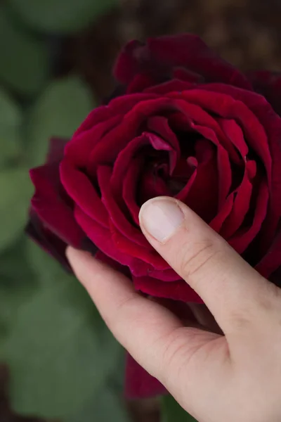 Красивый красочный цветок розы в руке — стоковое фото