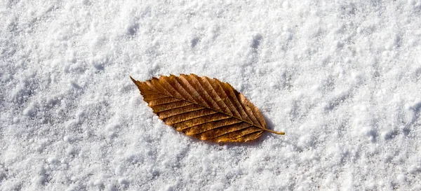 白い雪に覆われた背景に置かれた乾燥葉 — ストック写真