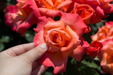 Güzel renkli gül çiçek el