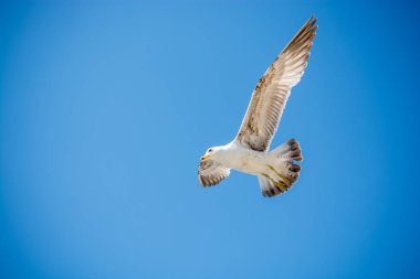 Mavi bir gökyüzü uçan tek martı
