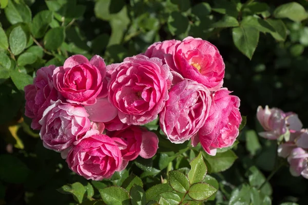 Flores hermosas rosas de colores en el jardín —  Fotos de Stock
