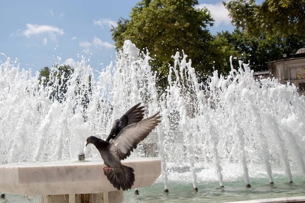 Pájaro solitario junto a la fuente vive en un entorno urbano — Foto de Stock