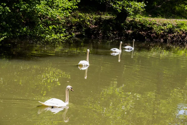 Cisnes encantadores vivem na lagoa — Fotografia de Stock