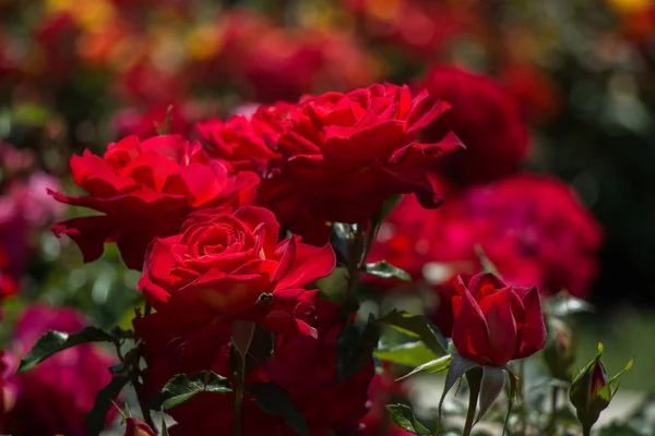 Rose garden with beautiful fresh roses — Stock Photo, Image