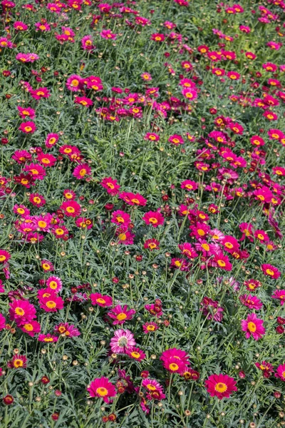 盛开的鲜花，作为背景 — 图库照片