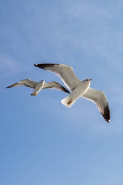 Martılar gökyüzünde uçuyor.