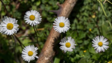 Arka plan olarak güzel papatya çiçekler 